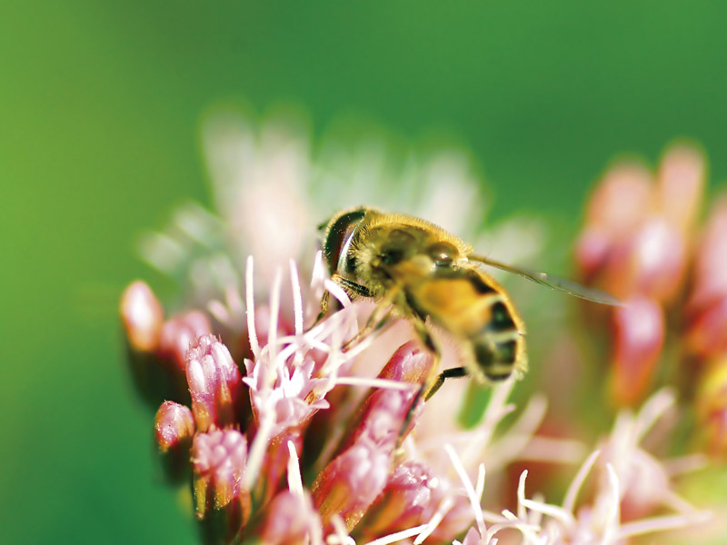 Insekten